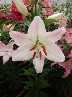 [4366 Spalding DJ No02.JPG]